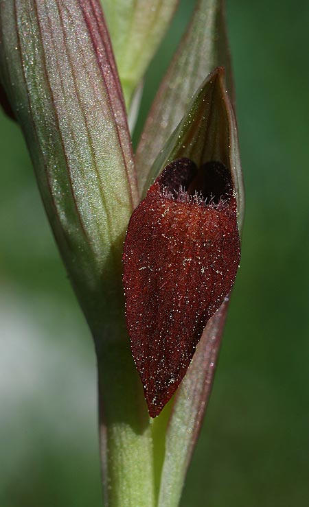 Serapias aphroditae / Aphrodite's Serapias, TR  Mt. Olympos 27.3.2016 (Photo: Helmut Presser)