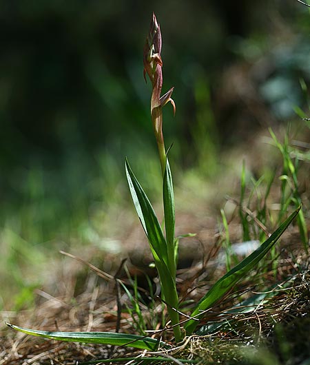 Serapias aphroditae / Aphrodite's Serapias, TR  Cirali 29.3.2016 (Photo: Helmut Presser)