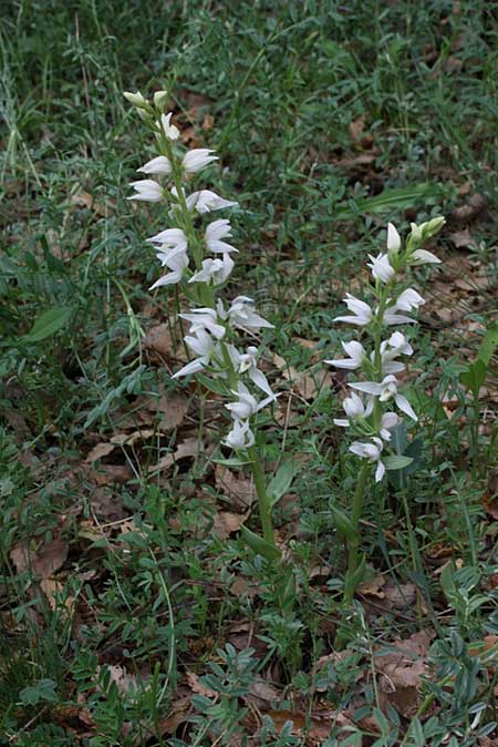 Cephalanthera kurdica \ Kurdisches Waldvögelein, TR  Basyayla - Karaman 23.5.2010 (Photo: Jan & Liesbeth Essink)