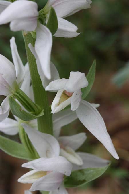 Cephalanthera kurdica \ Kurdisches Waldvögelein, TR  Basyayla - Karaman 23.5.2010 (Photo: Jan & Liesbeth Essink)