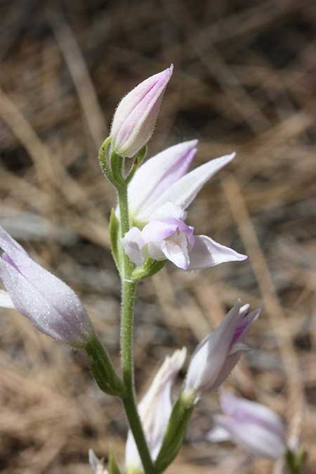 Cephalanthera rubra \ Rotes Waldvögelein, TR  Gülnar - Icel 21.5.2010 (Photo: Jan & Liesbeth Essink)