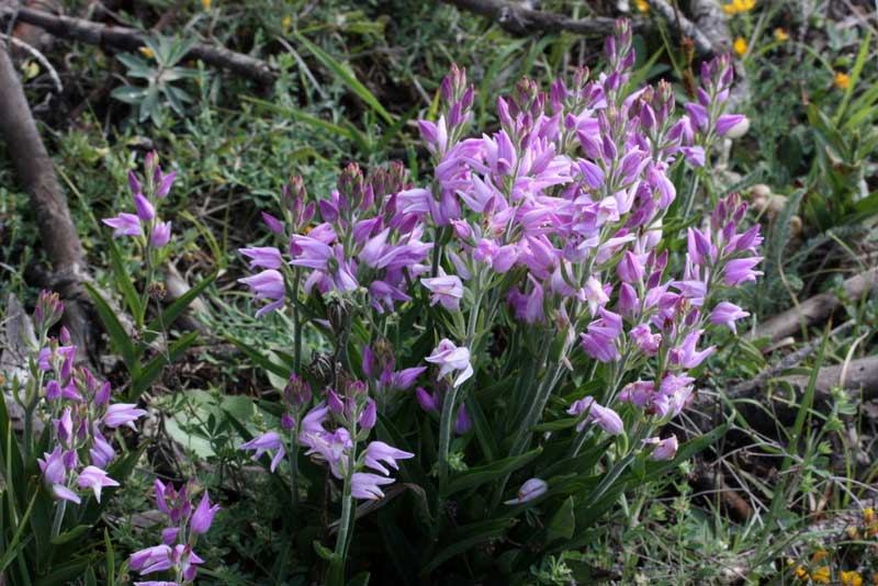 Cephalanthera rubra \ Rotes Waldvögelein, TR  Mengen - Bolu 8.6.2010 (Photo: Jan & Liesbeth Essink)