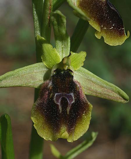 Ophrys climacis / Climax Mountains Bee Orchid, TR  Kemer 21.3.2016 (Photo: Helmut Presser)