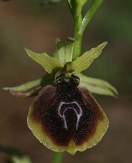 Ophrys climacis / Climax Mountains Bee Orchid, TR  Kemer 21.3.2016 (Photo: Helmut Presser)