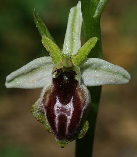 Ophrys climacis / Climax Mountains Bee Orchid, TR  Kemer 21.3.2016 (Photo: Helmut Presser)