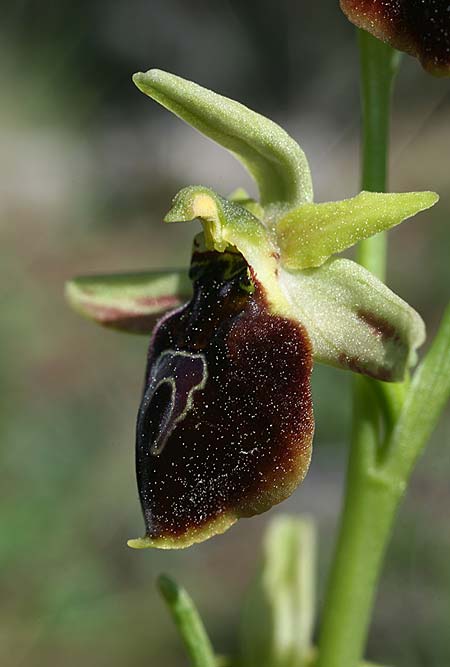 Ophrys climacis / Climax Mountains Bee Orchid, TR  Kemer 21.3.2016 (Photo: Helmut Presser)