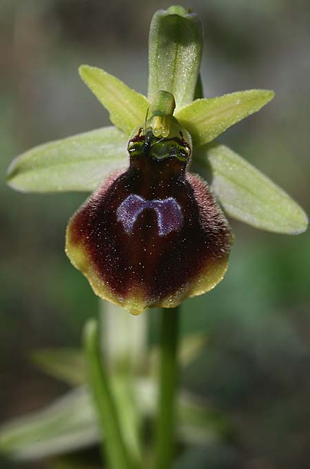 Ophrys climacis / Climax Mountains Bee Orchid, TR  Kemer 21.3.2016 (Photo: Helmut Presser)