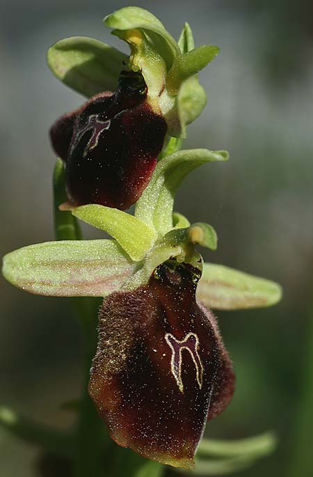 Ophrys climacis / Climax Mountains Bee Orchid, TR  Kemer 21.3.2016 (Photo: Helmut Presser)