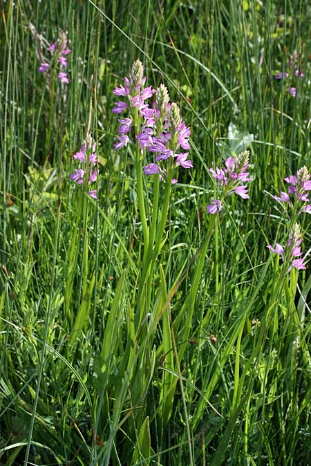Dactylorhiza iberica \ Georgische Fingerwurz, Georgisches Knabenkraut, TR  Abant - Bolu 15.6.2010 (Photo: Jan & Liesbeth Essink)