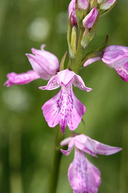 Dactylorhiza iberica \ Georgische Fingerwurz, Georgisches Knabenkraut, TR  Abant - Bolu 15.6.2010 (Photo: Jan & Liesbeth Essink)