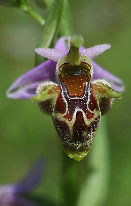 Ophrys heterochila \ Verschiedenlippige Ragwurz, TR  Tagasil 22.3.2016 (Photo: Helmut Presser)