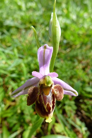 Ophrys heterochila x lucis, TR   Lykien, Kinik 3.3.2011 (Photo: Werner Hahn)