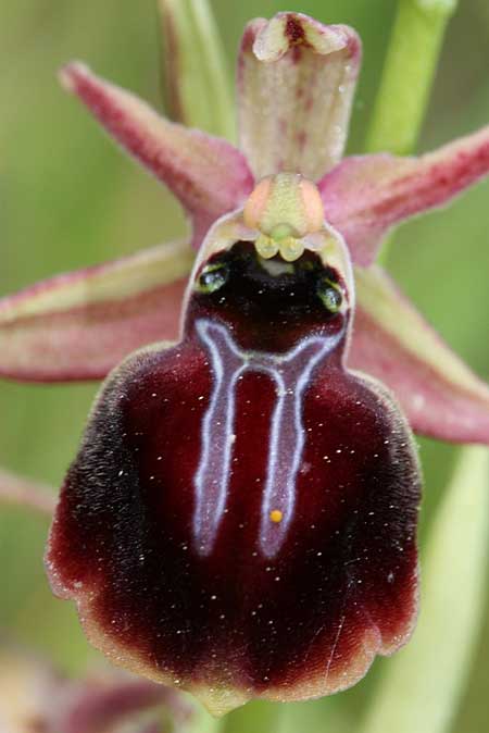 Ophrys iceliensis \ Icel-Ragwurz / Icel Orchid, TR  Findikpinari - Icel 27.5.2010 (Photo: Jan & Liesbeth Essink)