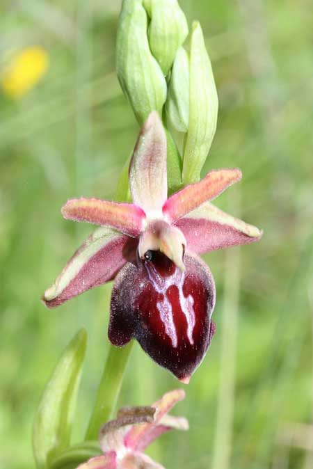 Ophrys iceliensis \ Icel-Ragwurz / Icel Orchid, TR  Findikpinari - Icel 27.5.2010 (Photo: Jan & Liesbeth Essink)