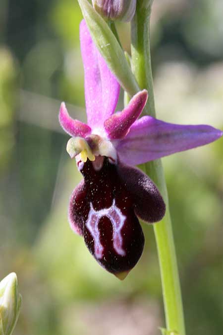 Ophrys konyana \ Konya-Ragwurz / Konya Bee Orchid, TR  Yenikoy - Konya 18.5.2010 (Photo: Jan & Liesbeth Essink)