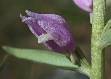 Cephalanthera kurdica \ Kurdisches Waldvögelein, TR  Kemer 30.3.2016 (Photo: Helmut Presser)