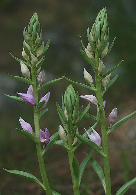 Cephalanthera kurdica \ Kurdisches Waldvögelein, TR  Kemer 30.3.2016 (Photo: Helmut Presser)