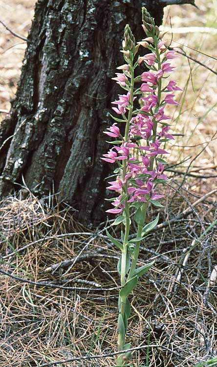 Cephalanthera kurdica \ Kurdisches Waldvögelein, TR  Akbelenli 10.5.2008 (Photo: Jan & Liesbeth Essink)