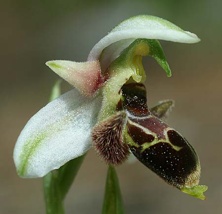 Ophrys lapethica subsp. pamphylica \ Pamphylische Ragwurz / Pamphylian Bee Orchid, TR  Oymapinar 24.3.2016 (Photo: Helmut Presser)