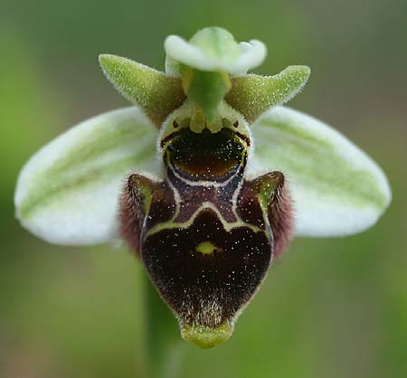 Ophrys lapethica subsp. pamphylica \ Pamphylische Ragwurz / Pamphylian Bee Orchid, TR  Oymapinar 24.3.2016 (Photo: Helmut Presser)