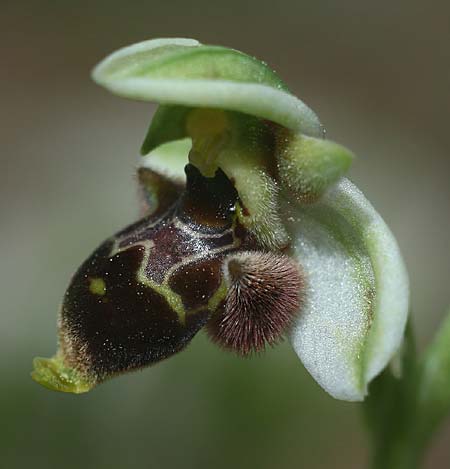 Ophrys lapethica subsp. pamphylica \ Pamphylische Ragwurz / Pamphylian Bee Orchid, TR  Oymapinar 24.3.2016 (Photo: Helmut Presser)
