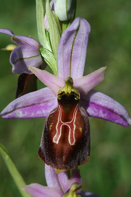 Ophrys lycia \ Lykische Ragwurz / Lycian Orchid, TR  Agullu 26.3.2016 (Photo: Helmut Presser)
