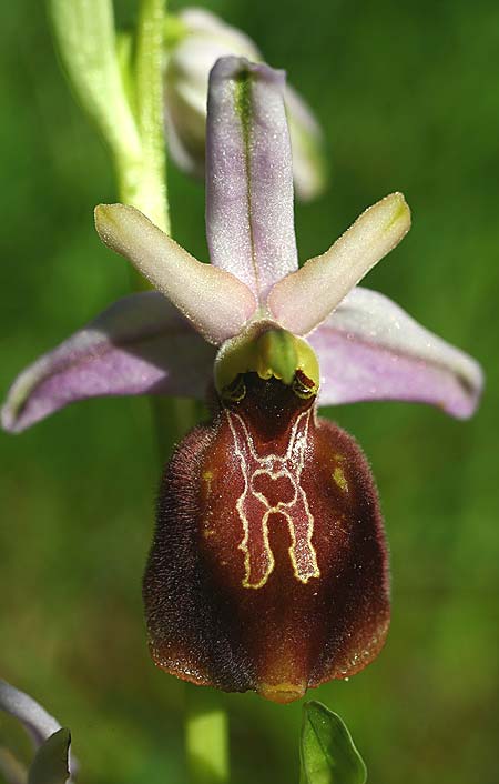 Ophrys lycia \ Lykische Ragwurz / Lycian Orchid, TR  Agullu 26.3.2016 (Photo: Helmut Presser)