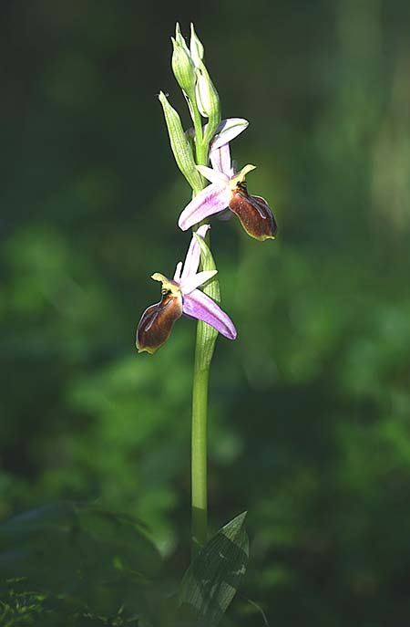 Ophrys lycia \ Lykische Ragwurz / Lycian Orchid, TR  Agullu 26.3.2016 (Photo: Helmut Presser)