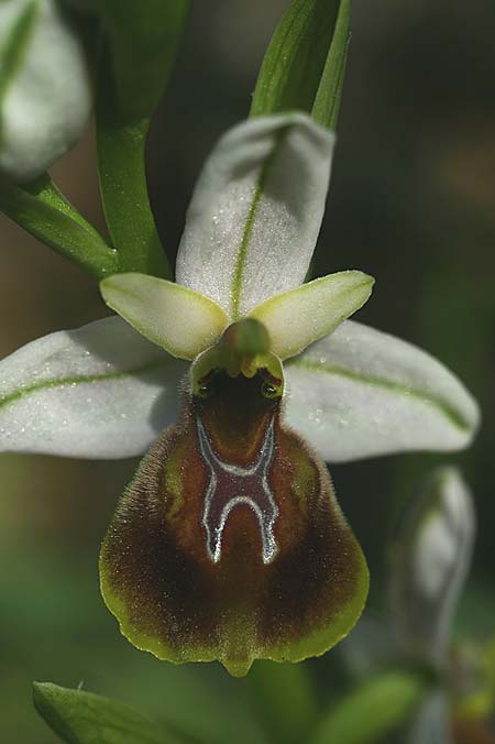 Ophrys lycia \ Lykische Ragwurz / Lycian Orchid, TR  Agullu 26.3.2016 (Photo: Helmut Presser)