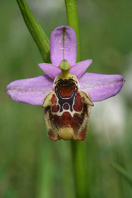 Ophrys lyciensis \ Lykische Hummel-Ragwurz / Lycian Late Spider Orchid, TR  Mt. Olympos 2.4.2016 (Photo: Helmut Presser)