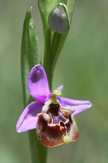 Ophrys lyciensis \ Lykische Hummel-Ragwurz / Lycian Late Spider Orchid, TR  Mt. Olympos 2.4.2016 (Photo: Helmut Presser)