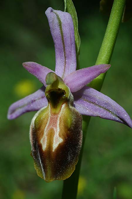 Ophrys lycia \ Lykische Ragwurz / Lycian Orchid, TR  Agullu 26.3.2016 (Photo: Helmut Presser)