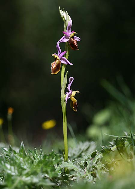 Ophrys lycia \ Lykische Ragwurz / Lycian Orchid, TR  Agullu 26.3.2016 (Photo: Helmut Presser)
