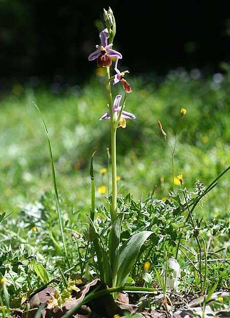 Ophrys lycia \ Lykische Ragwurz / Lycian Orchid, TR  Agullu 26.3.2016 (Photo: Helmut Presser)