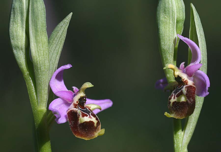 Ophrys lyciensis \ Lykische Hummel-Ragwurz / Lycian Late Spider Orchid, TR  Mt. Olympos 2.4.2016 (Photo: Helmut Presser)