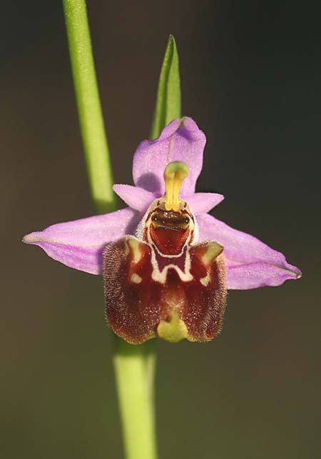 Ophrys lyciensis \ Lykische Hummel-Ragwurz / Lycian Late Spider Orchid, TR  Mavikent 29.3.2016 (Photo: Helmut Presser)