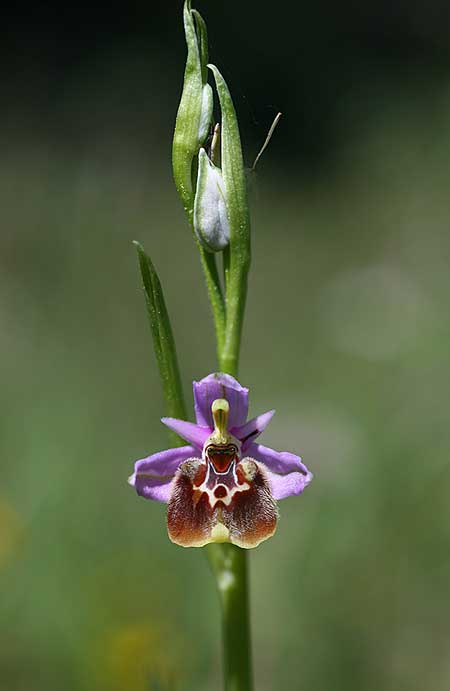 Ophrys lyciensis \ Lykische Hummel-Ragwurz / Lycian Late Spider Orchid, TR  Mt. Olympos 2.4.2016 (Photo: Helmut Presser)