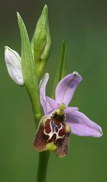 Ophrys lyciensis \ Lykische Hummel-Ragwurz / Lycian Late Spider Orchid, TR  Mt. Olympos 2.4.2016 (Photo: Helmut Presser)