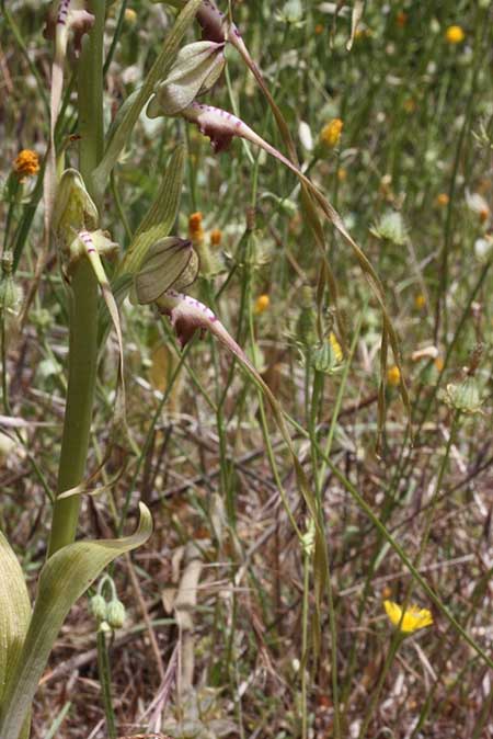 Himantoglossum montis-tauri \ Taurus-Riemenzunge, TR  Ibradi - Antalya 16.5.2010 (Photo: Jan & Liesbeth Essink)