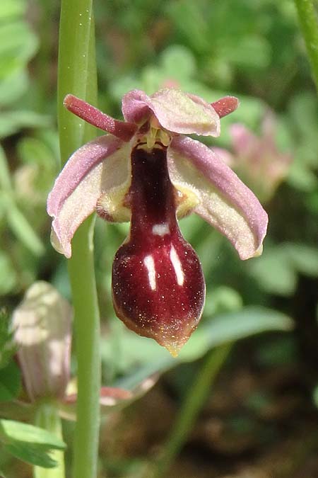 Ophrys cilicica \ Kilikische Ragwurz / Cilician Orchid, TR  Kuyucak 21.5.2018 (Photo: Luc Segers)