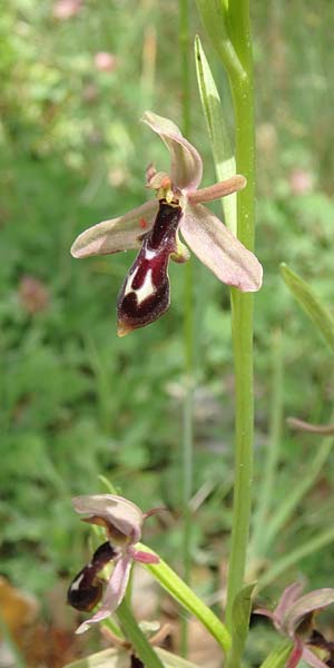 Ophrys cilicica \ Kilikische Ragwurz / Cilician Orchid, TR  Kuyucak 21.5.2018 (Photo: Luc Segers)