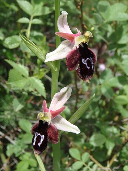 Ophrys konyana \ Konya-Ragwurz / Konya Bee Orchid, TR  Yenikoy 22.5.2018 (Photo: Luc Segers)