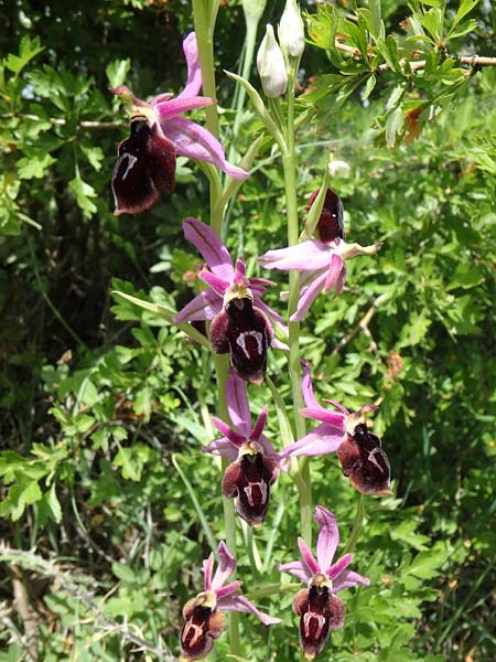 Ophrys konyana \ Konya-Ragwurz / Konya Bee Orchid, TR  Yenikoy 22.5.2018 (Photo: Luc Segers)
