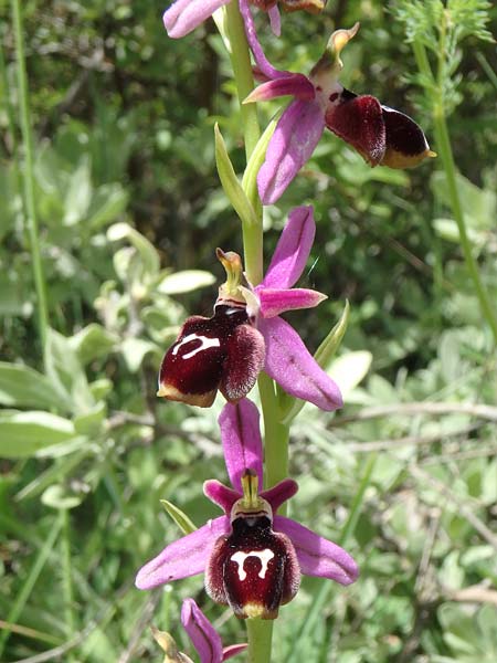 Ophrys konyana \ Konya-Ragwurz / Konya Bee Orchid, TR  Yenikoy 22.5.2018 (Photo: Luc Segers)
