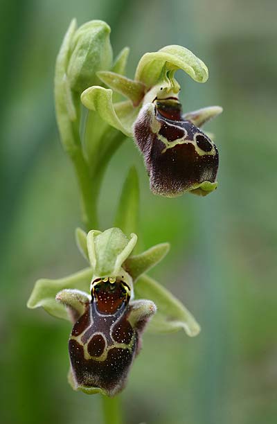Ophrys fuciflora subsp. pallidiconi x umbilicata, TR   Tekke 23.3.2016 (Photo: Helmut Presser)