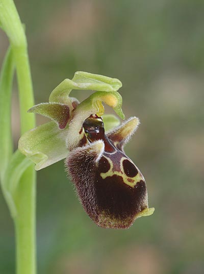 Ophrys fuciflora subsp. pallidiconi x umbilicata, TR   Tekke 23.3.2016 (Photo: Helmut Presser)