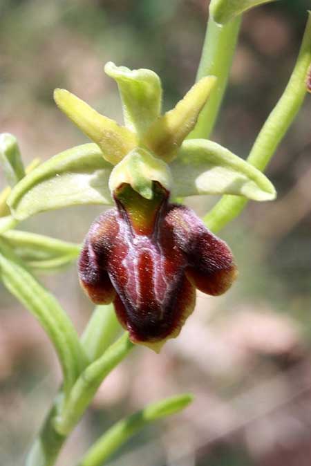 Ophrys transhyrcana subsp. paphlagonica \ Paphlagonien-Ragwurz / Paphlagonian Bee Orchid, TR  Gunesli - Zongulak 10.5.2010 (Photo: Jan & Liesbeth Essink)