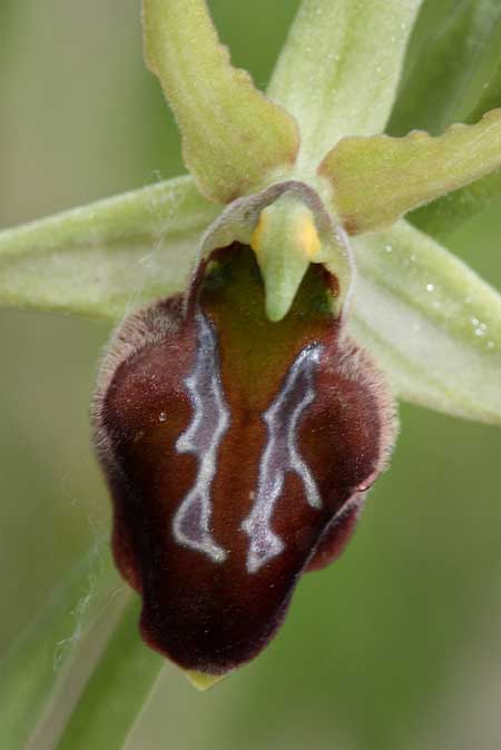 Ophrys transhyrcana subsp. paphlagonica \ Paphlagonien-Ragwurz / Paphlagonian Bee Orchid, TR  Pinarbasi - Karabuk 7.6.2010 (Photo: Jan & Liesbeth Essink)