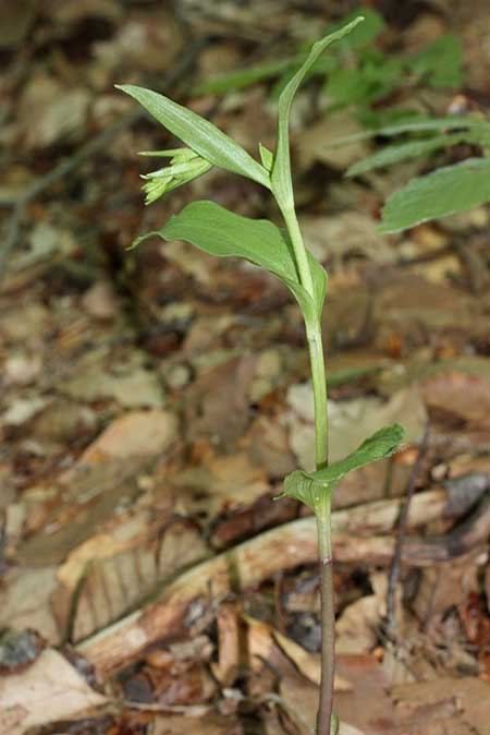 Epipactis persica \ Persische Ständelwurz, TR  Domanic - Kutahya 17.6.2010 (Photo: Jan & Liesbeth Essink)