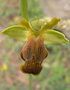 [click] Ophrys phaseliana, TR   Provinz Mugla, Dalaman, Karacaören 7.5.2007 (Photo: Werner Hahn)